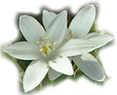 star of bethlehem flowers at the foot of the page